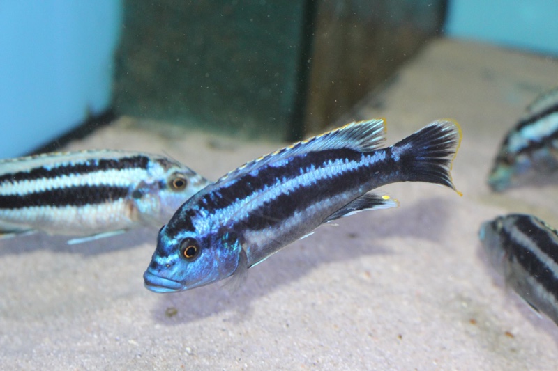 Melanochromis kaskazini